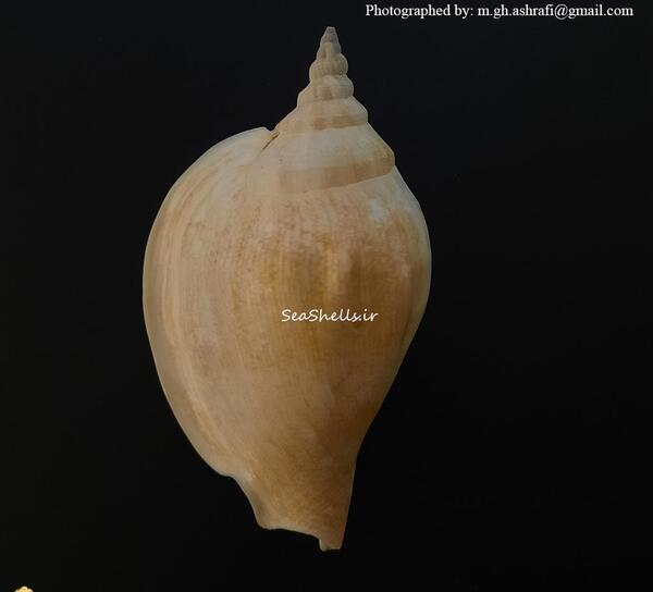 عکس صدف غول پیکر