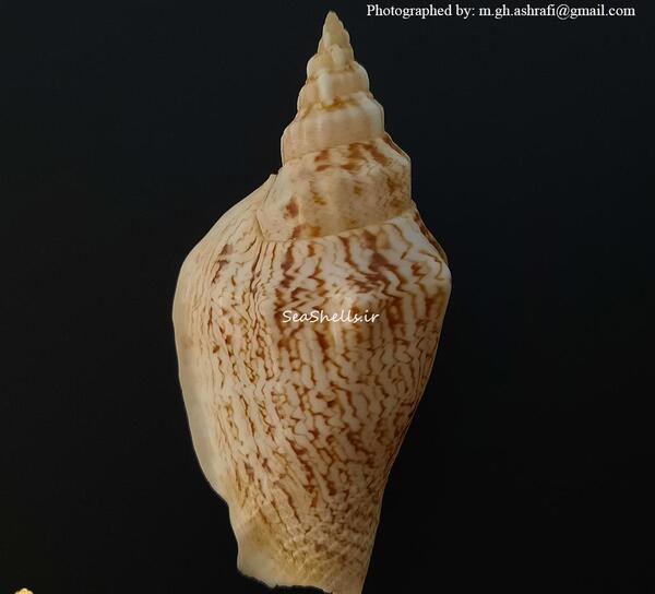 عکس صدف غول پیکر