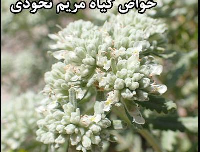 عکس مریم نخودی
