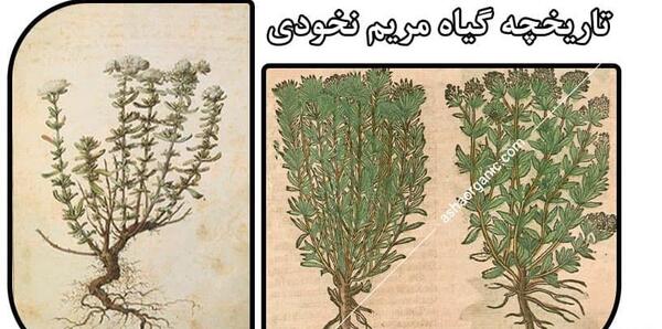 عکس مریم نخودی
