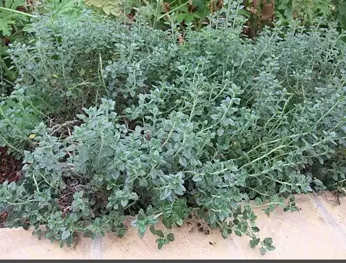 عکس مریم نخودی