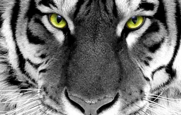 عکس حیوانات صورت