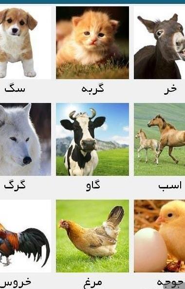 عکس حیوانات صورت