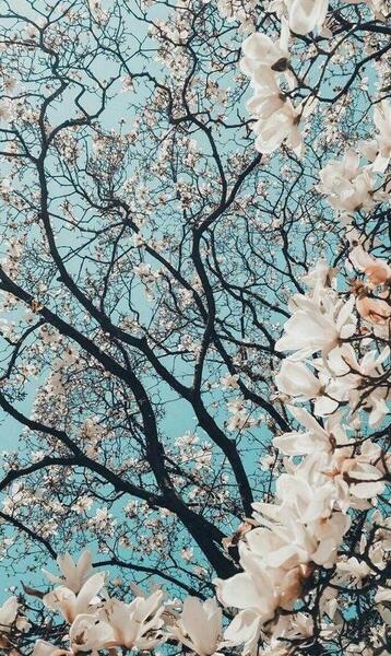عکس دلار فول اچ دی