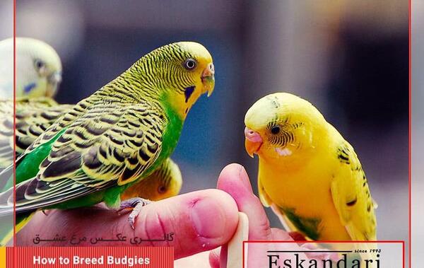 عکس های مرغ عشق قشنگ