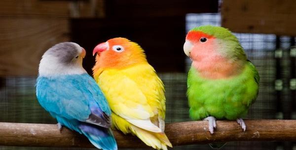 عکس های مرغ عشق قشنگ