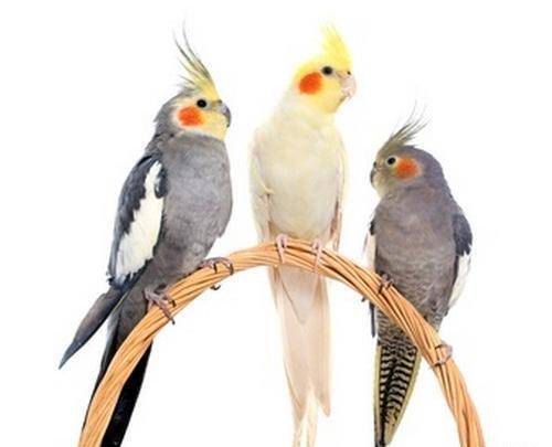 عکس عروس هلندی و قیمتش