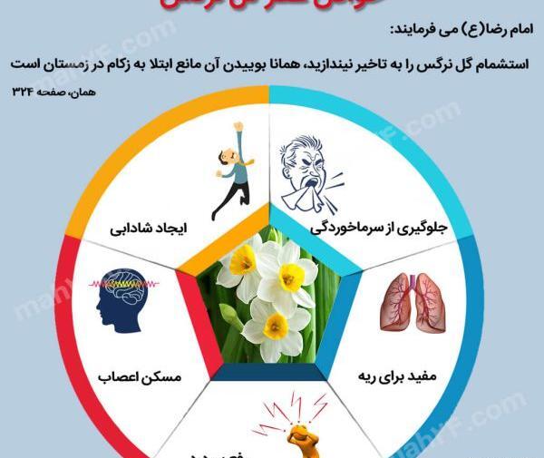 عکس گل نرگس و خواص آن