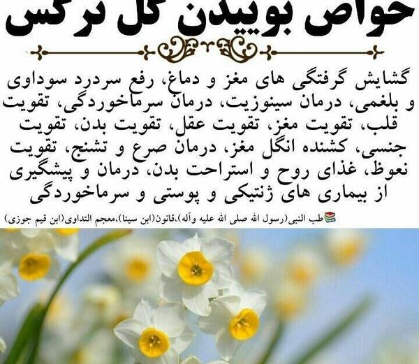 عکس گل نرگس و خواص آن
