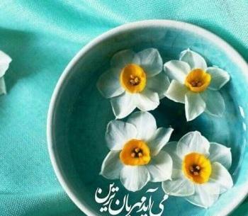 عکس گل نرگس و خواص آن