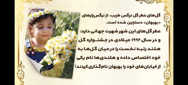 عکس گل نرگس و خواص آن