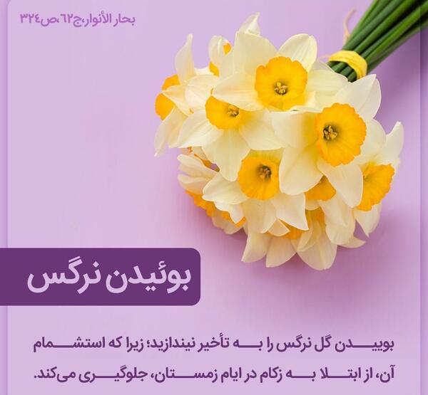 عکس گل نرگس و خواص آن
