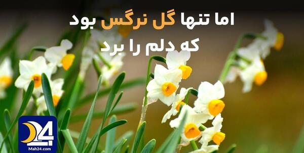 عکس گل نرگس و خواص آن