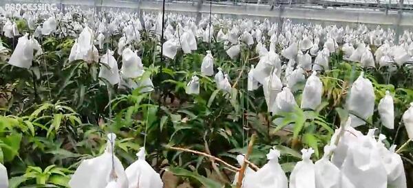 عکس ماشین ژاپنی شاسی بلند