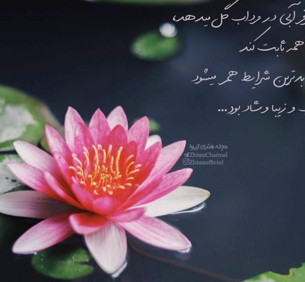 عکس با نوشته ی نیلوفر