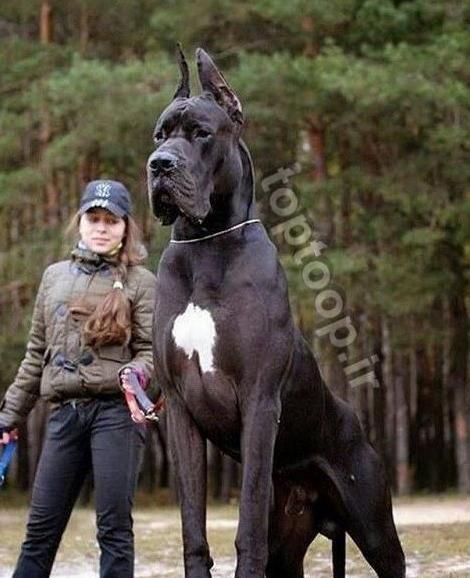 عکس سگ وحشی خوشگل
