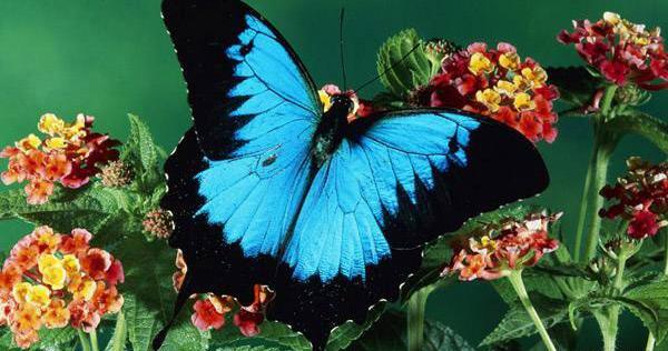 عکس های زیبا پروانه