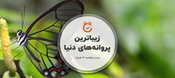 عکس های زیبا پروانه