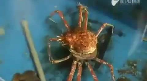 عکس عنکبوتی ژاپنی
