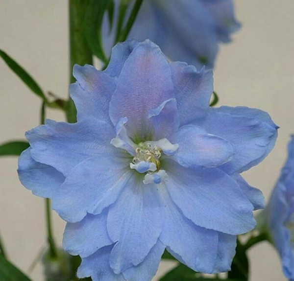 عکس و تصویر گلهای زیبا