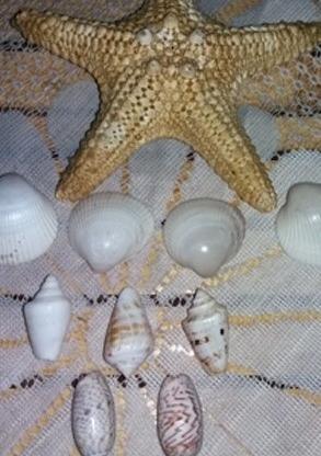 عکس نزدیک ستاره دریایی