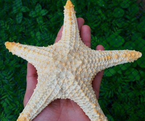عکس نزدیک ستاره دریایی