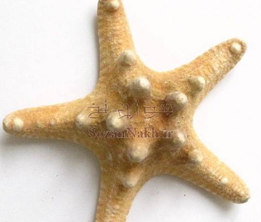 عکس نزدیک ستاره دریایی