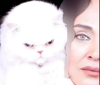 عکس گربه رویا نونهالی