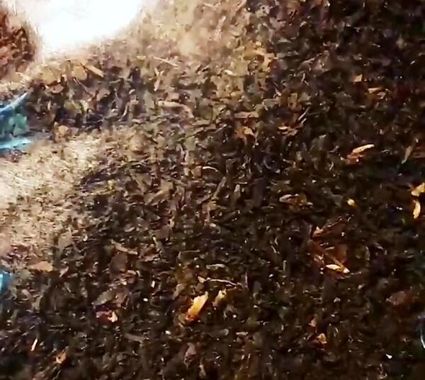 عکس لاکچری چای