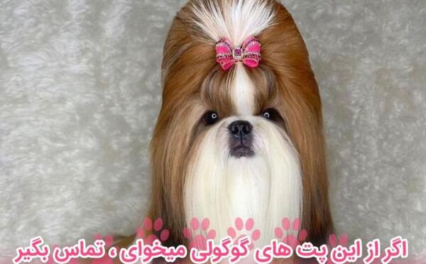 عکس شیتزو کراس