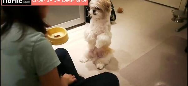 عکس شیتزو کراس