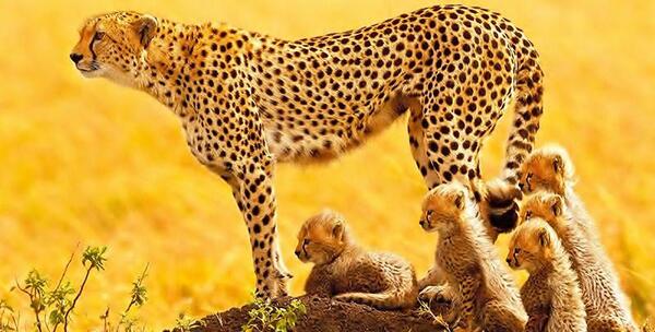 عکس یوز پلنگ اسیایی