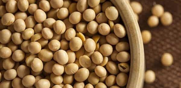 عکس تصویر شیر سویا