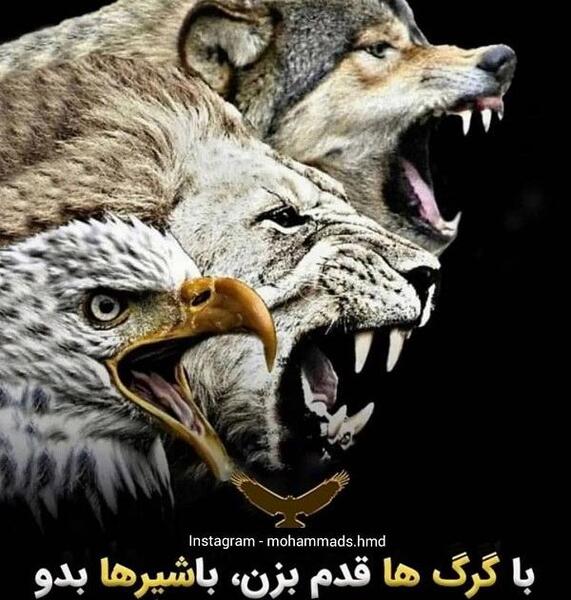 عکس نوشته های جدید گرگ