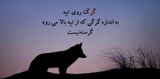 عکس نوشته های جدید گرگ