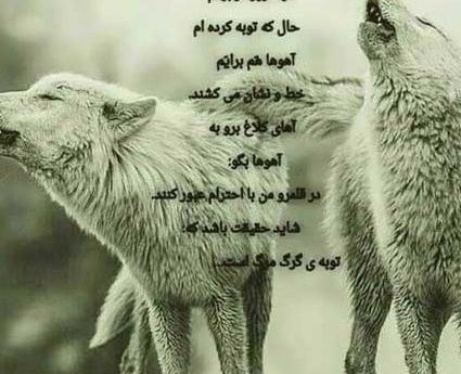عکس نوشته های جدید گرگ
