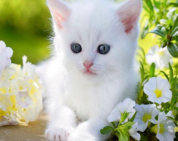 عکسهای گربه های بامزه