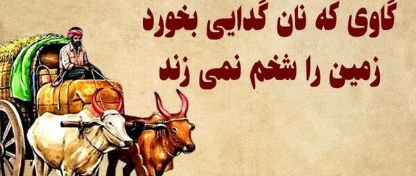 عکس گاو قلب