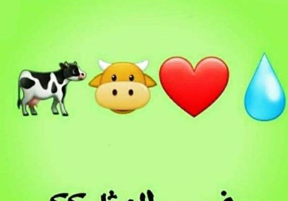 عکس گاو قلب