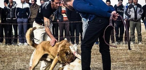 عکس سگ ظالم ایرانی