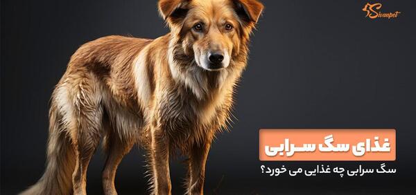 عکس غذای سگ سرابی