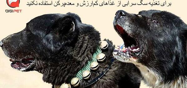 عکس غذای سگ سرابی