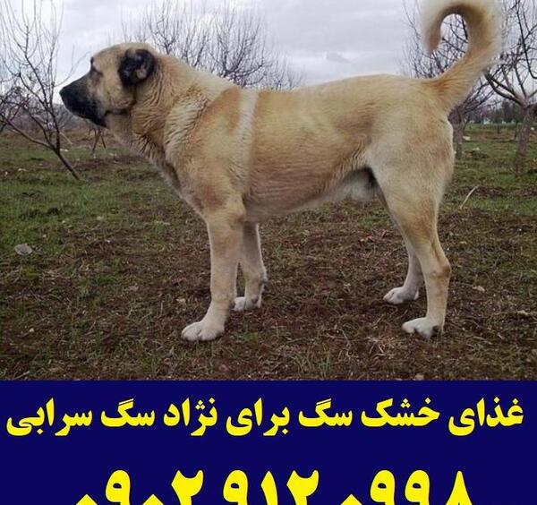 عکس غذای سگ سرابی