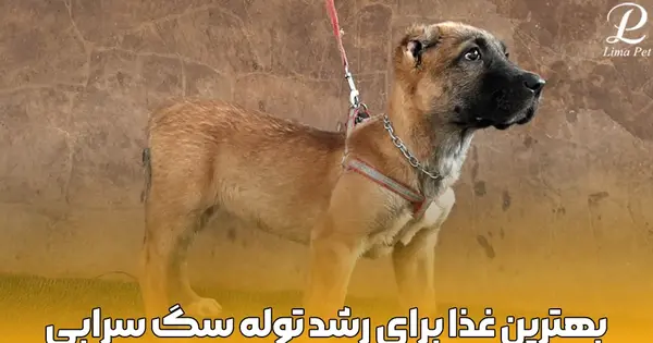 عکس غذای سگ سرابی