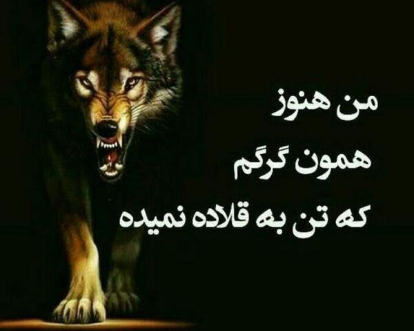 عکس گرگ روزگار