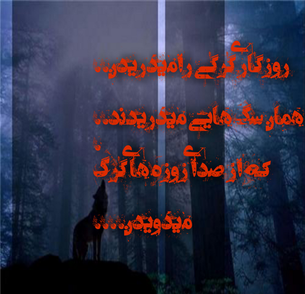 عکس گرگ روزگار