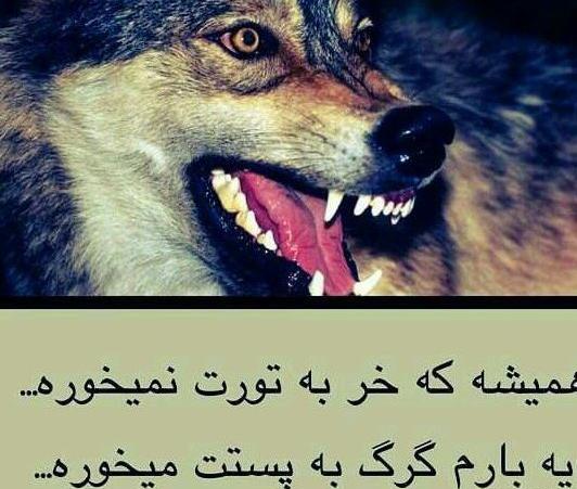 عکس گرگ روزگار