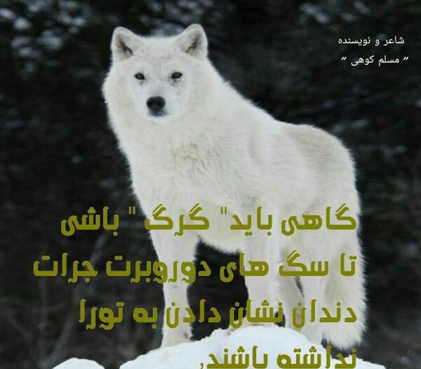 عکس گرگ روزگار