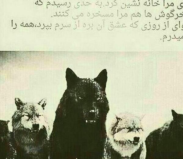 عکس گرگ روزگار
