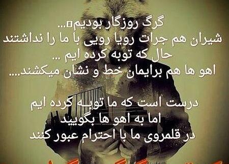 عکس گرگ روزگار